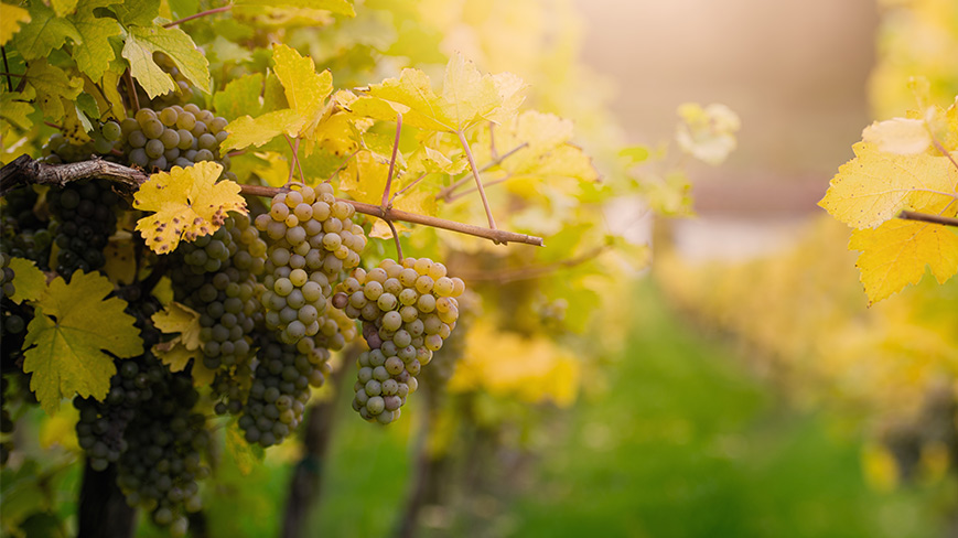 Vinohrad a biodynamická kosmetika Demeter